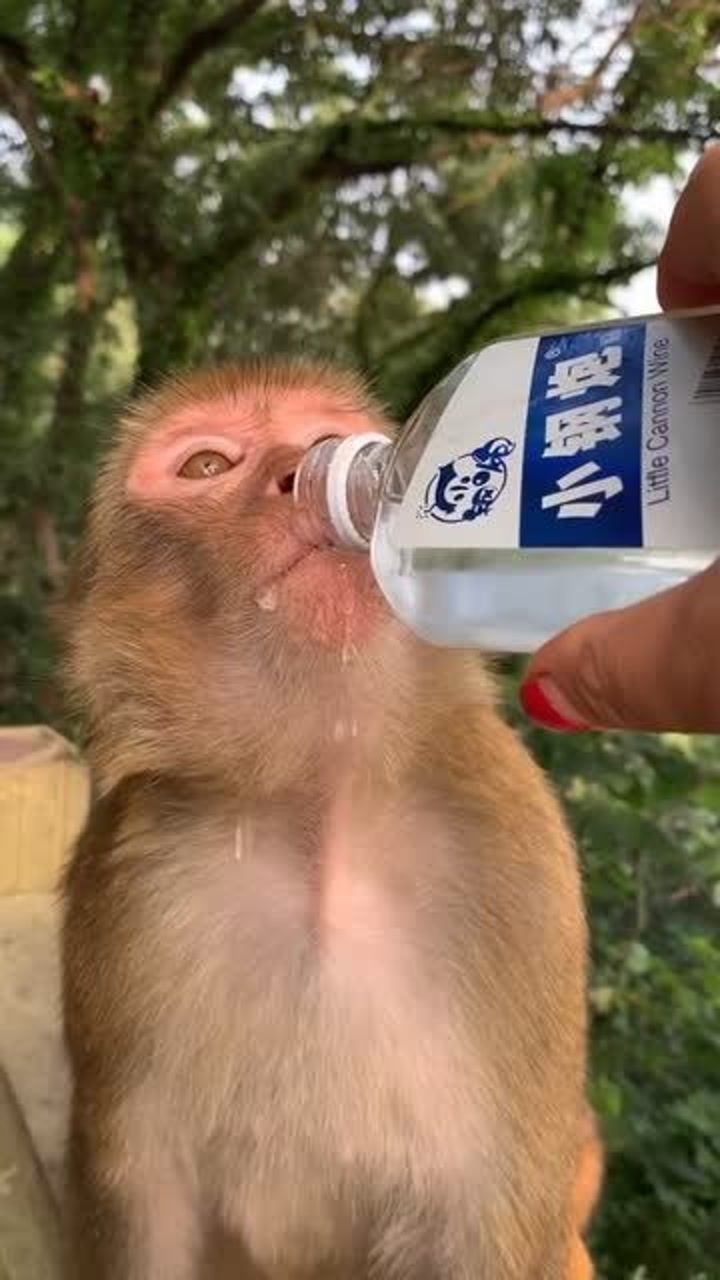 猴子喝酒这酒量没谁了