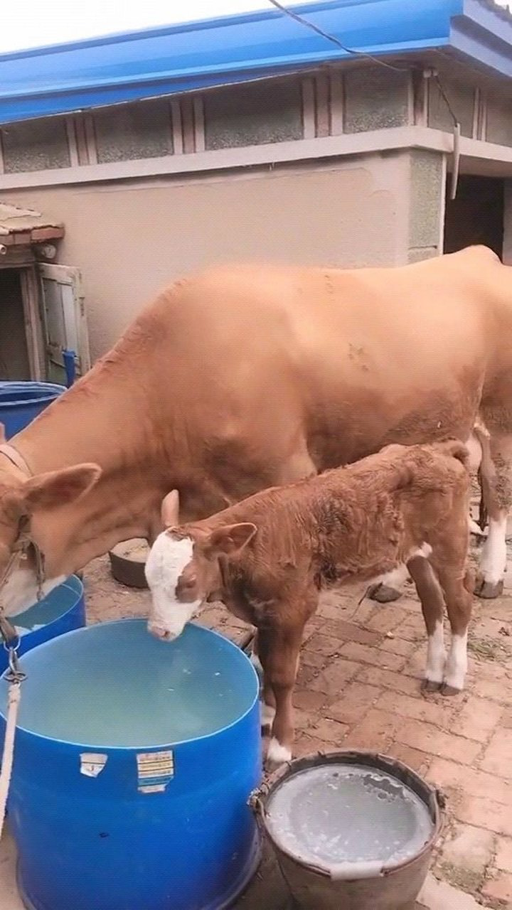牛妈妈再教小牛怎么喝水