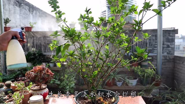 木槿花怎么养?掌握这六点技巧,花大色艳朵朵饱满