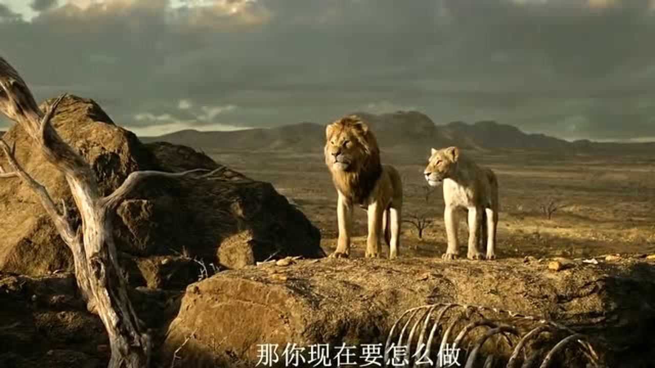 獅子王:辛巴和小夥伴啟程,前往獅子王國