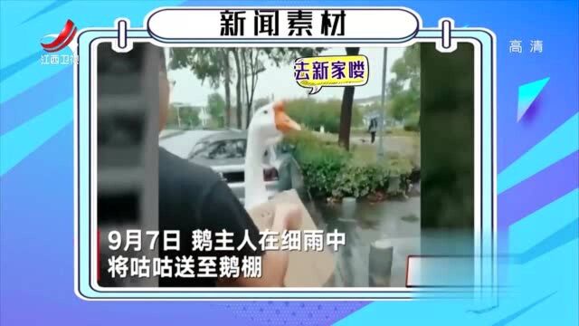 被上海海事大学录取的“咕咕”同学!请问大鹅炖土豆违反校规吗?