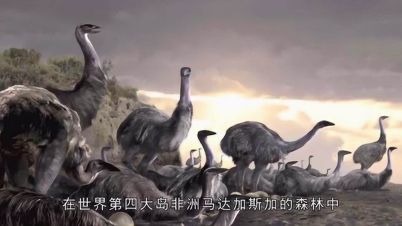 世界上最大的鸟象鸟因这个原因而灭绝