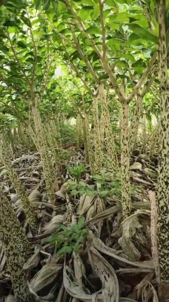 白杆花魔芋相信有很多老铁都没有见过