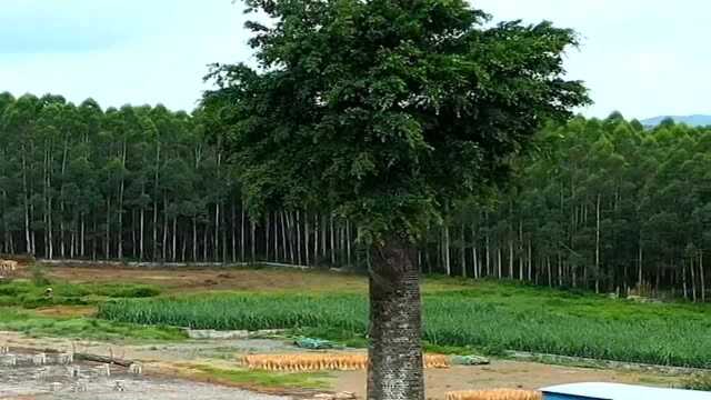 植物的生命力十分顽强,它居然能从水塔里面长出来,真是太离谱了!