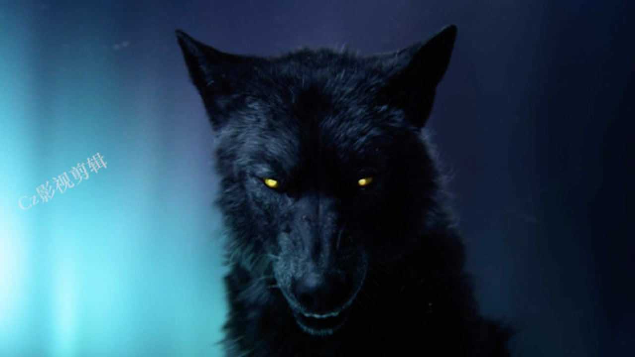 野性的呼唤6黑狼太帅了每次黑狼出现都能帮巴克化解危机