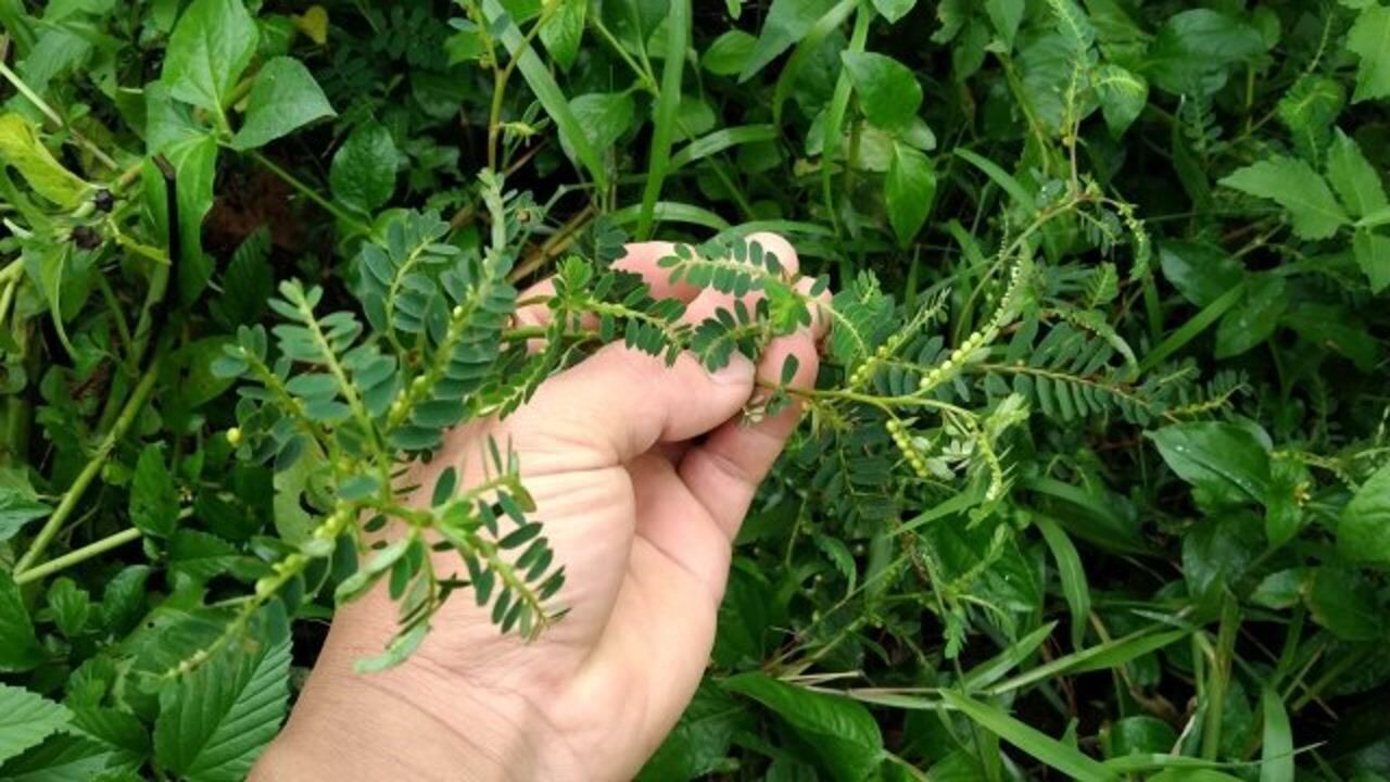 这种不起眼的野草叫(龙珠草),叶子像羽毛,全身都是宝有药用价值
