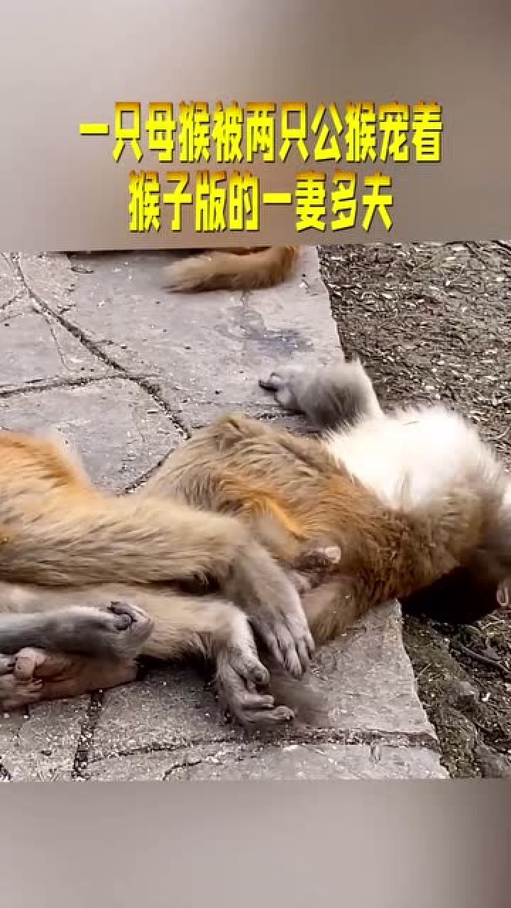 一只母猴被两只公猴宠着猴子版的一妻多夫真是长见识了