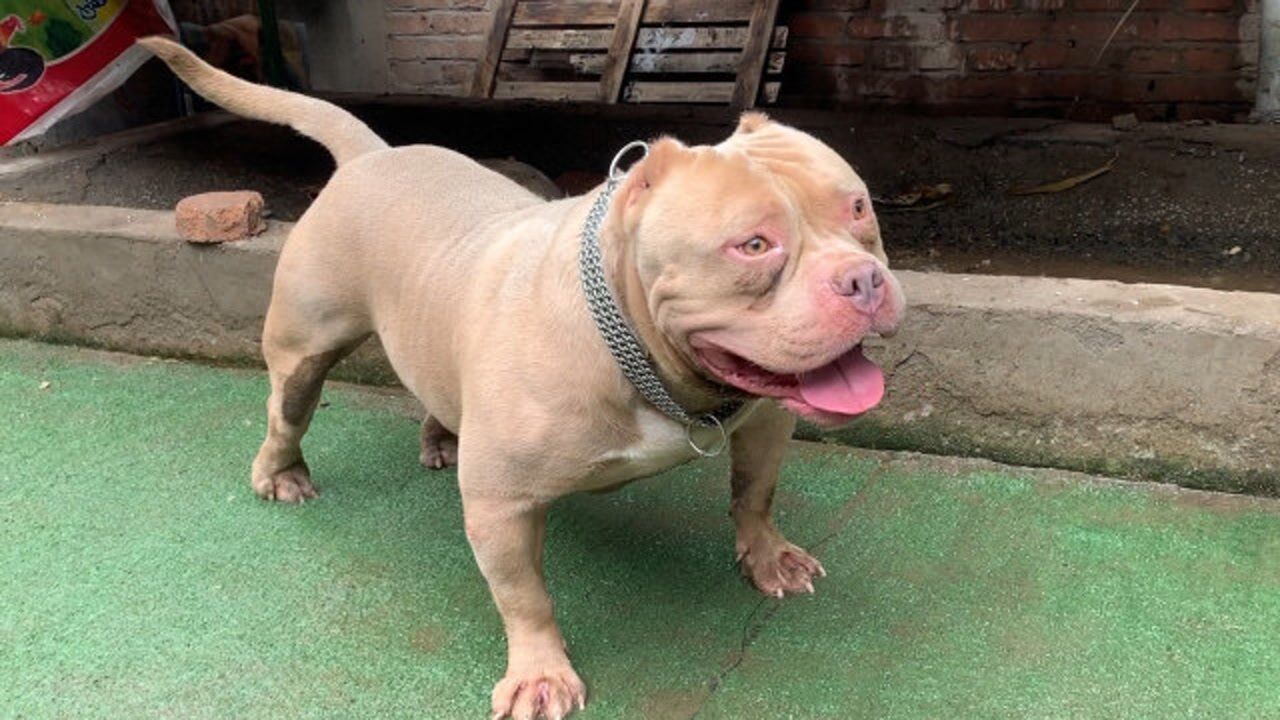 35000买的纯种恶霸犬,如今给多少钱主人都不卖,国内只有一条!