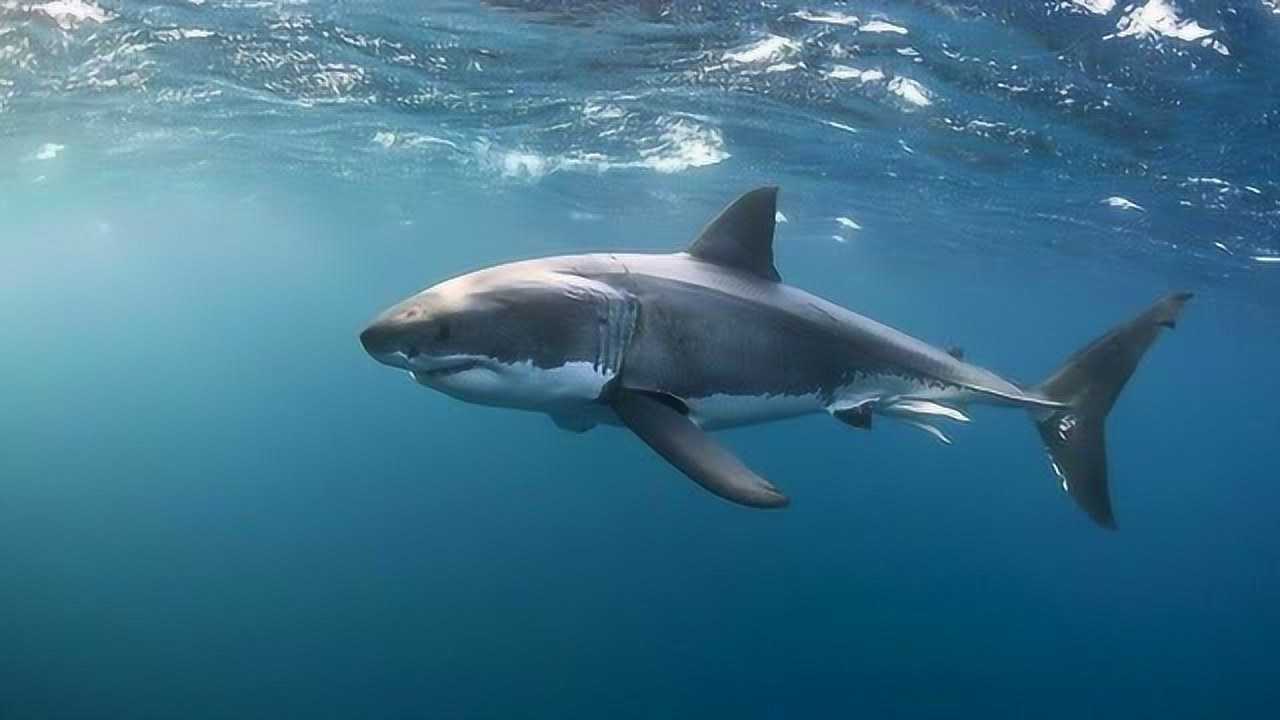 十二星座变身海洋生物,谁才是海中霸王鲨鱼呢?