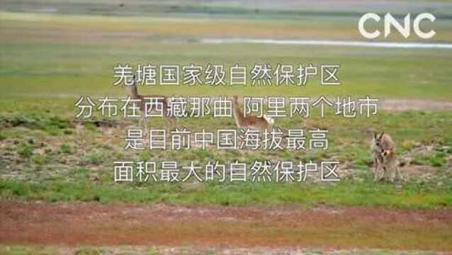 羌塘国家级自然保护区:野生动物的“家园”