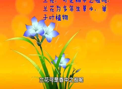 花中香祖:兰花隐藏的寓意原来有很多