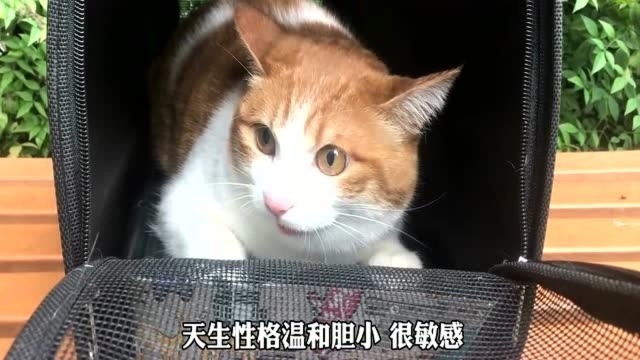 猫奴知道吗?猫爪可以看猫性格,看看你家猫是什么爪?