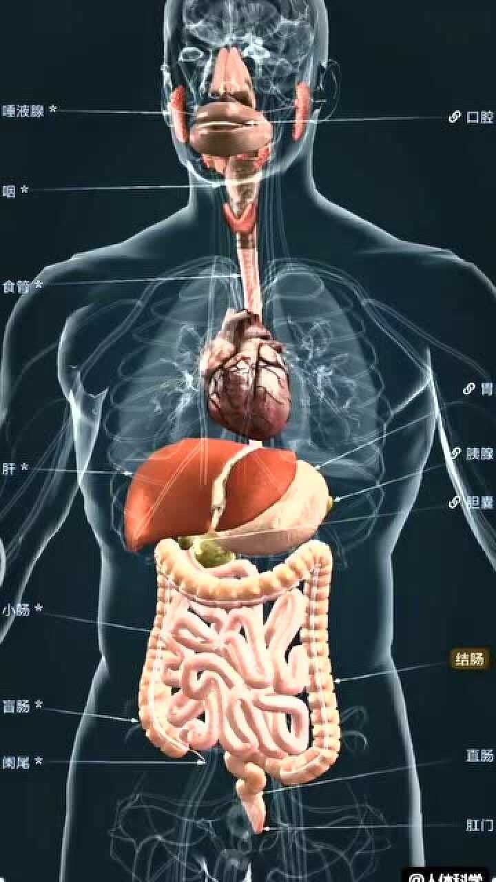 人體結構充滿了秘密小腸已經到腹部最下端了為什麼還要上來繞一圈呢