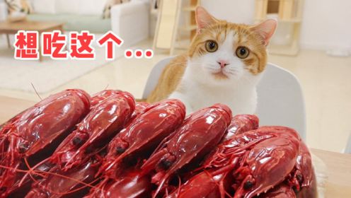 试吃2000元顶级红魔虾，人和猫都爽了，太美味了！