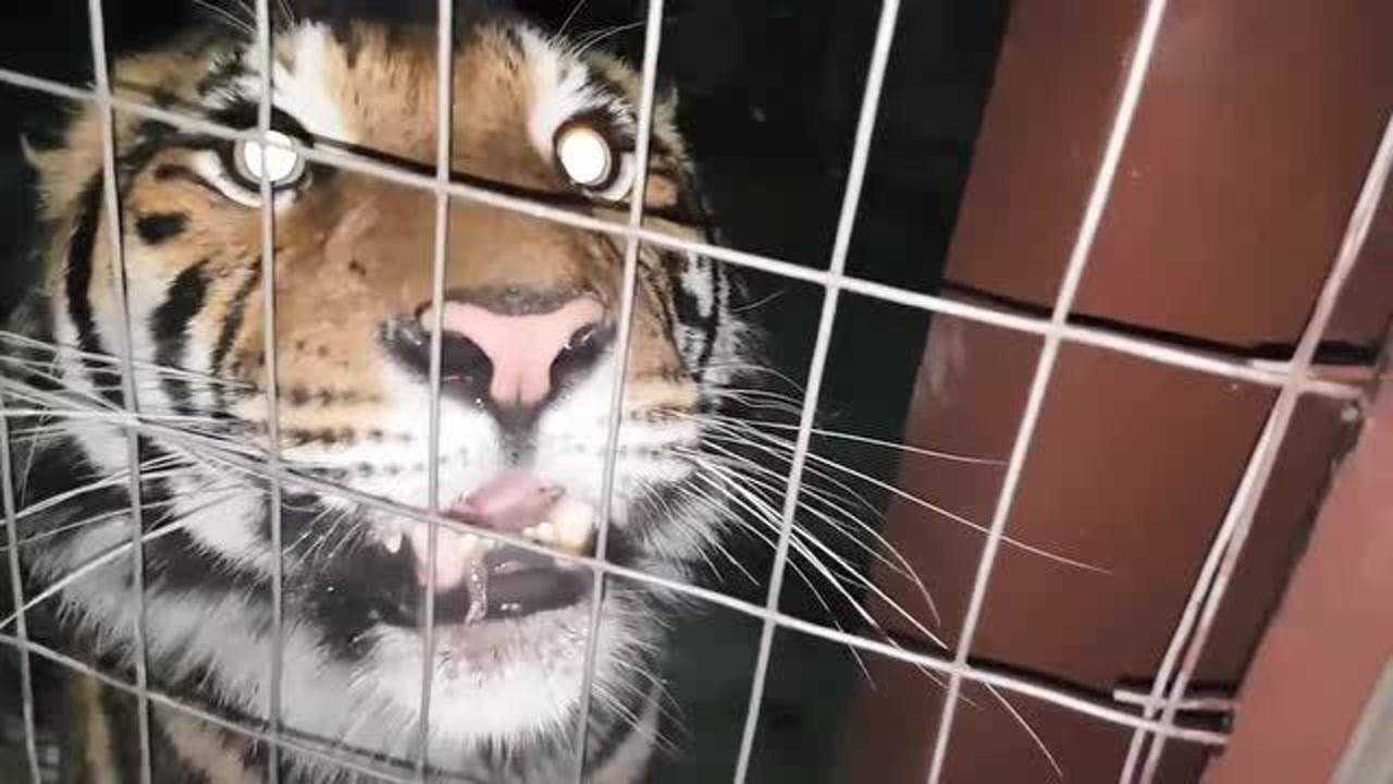 近距离拍摄老虎夜间吼叫声,隔着铁网也感受到危险