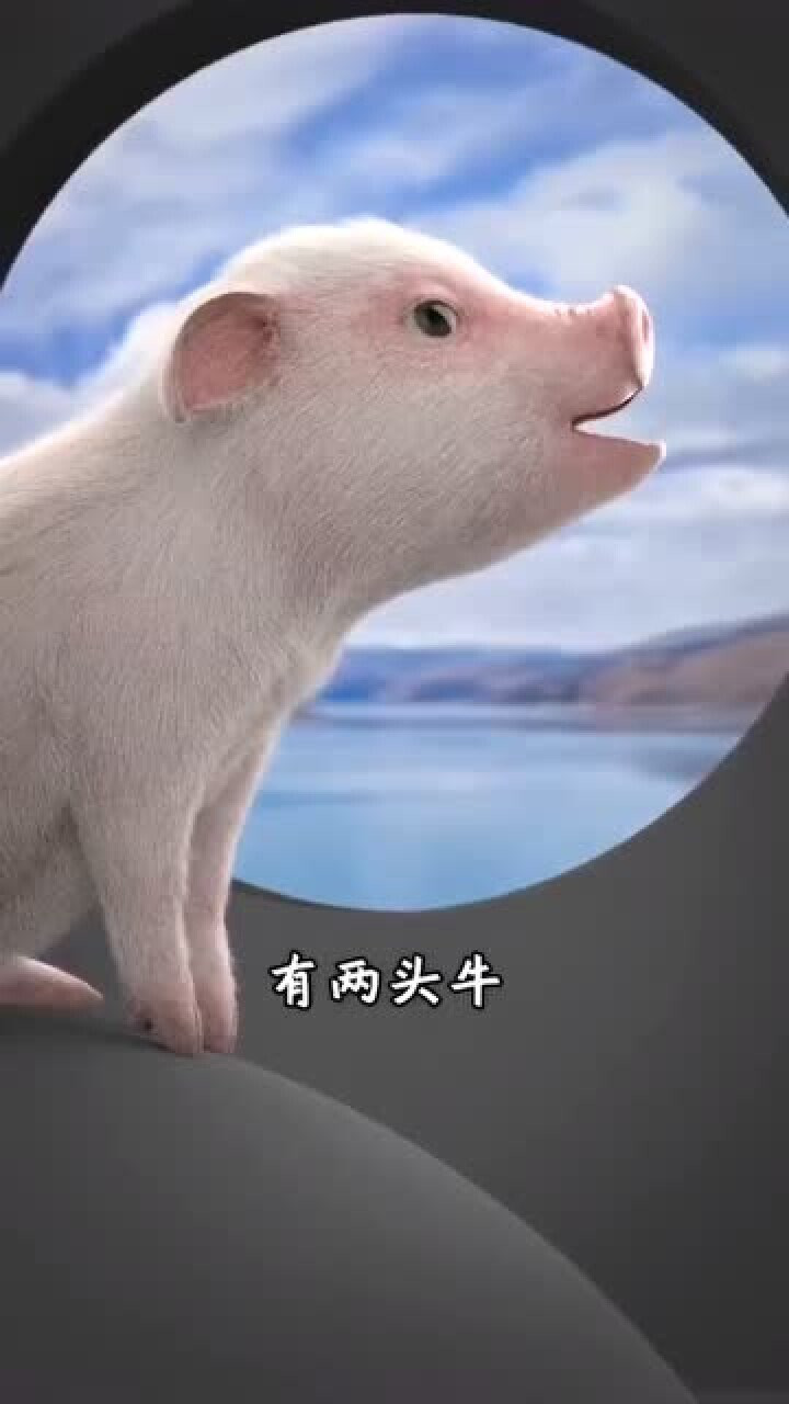 爆笑:一只可爱的小猪猪小迈.