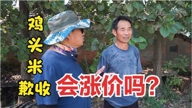 农村“水中人参”鸡头米歉收,价格不升反跌,到底怎么回事?