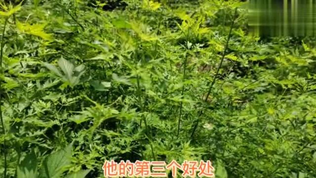 农村常见黄荆树,根茎叶花浑身是宝,怪不得农民称它“黄金树”