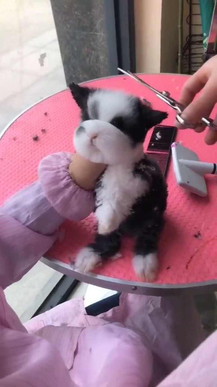 猫猫兔适合剪毛做造型属于越长大越好看的类型哟兔子