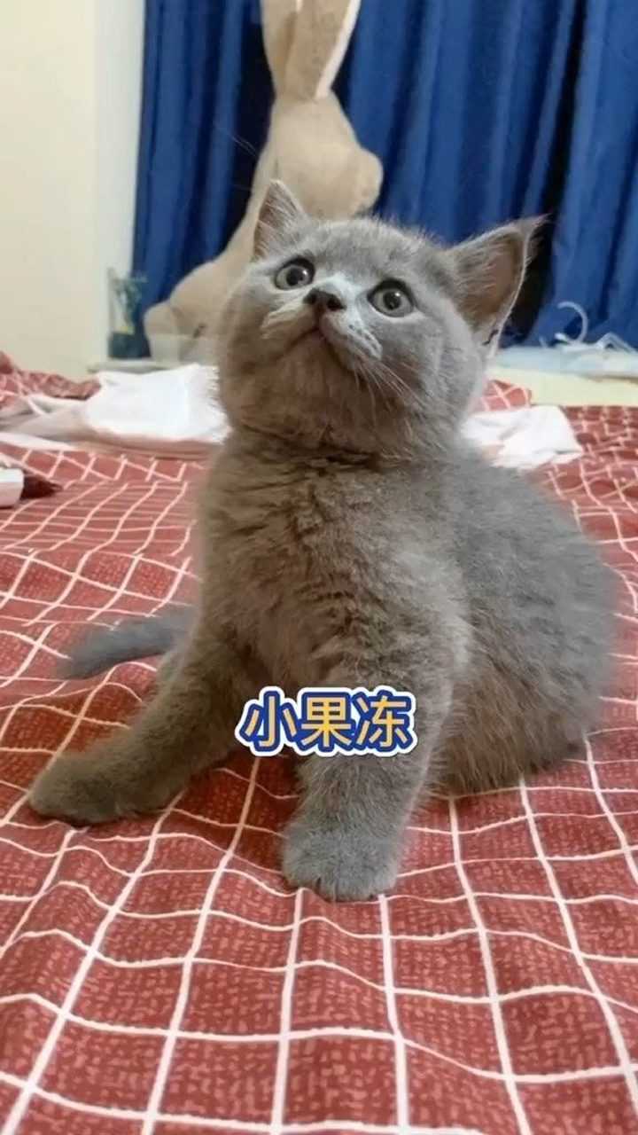 别的小猫咪会的小果冻当然也会啦