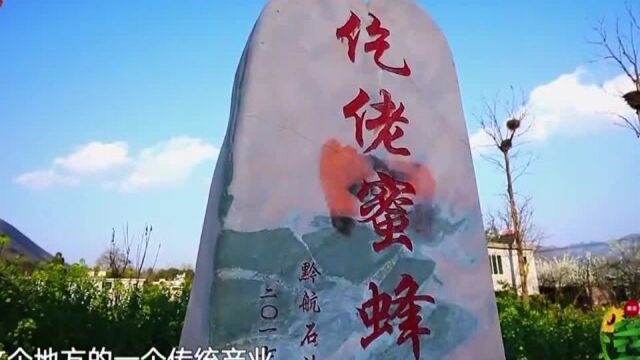 我们在行动:蜜蜂品种你知道几种?陈蓉普及品种知识,太牛了!