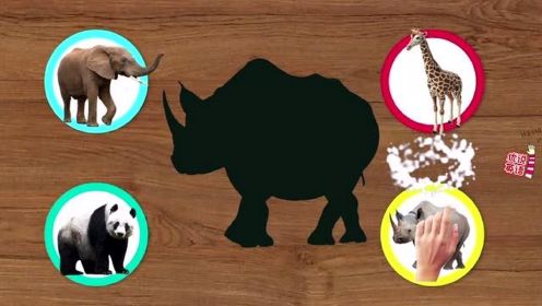 野生动物小知识，你能找出正确的拼图剪影吗？犀牛、长颈鹿、熊猫、大象
