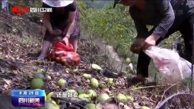 广元:逐步建设农业特色园区,精深加工产业让老乡的钱包鼓起来!