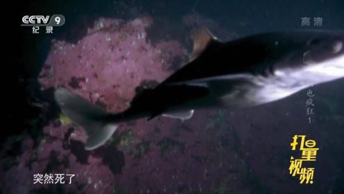 是什么杀害了水族馆里的角鲨|动物也疯狂