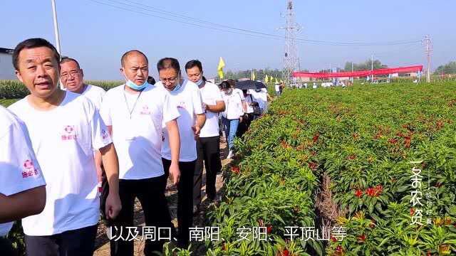 施必达使用技术培训会暨辣椒提质增产现场观摩会