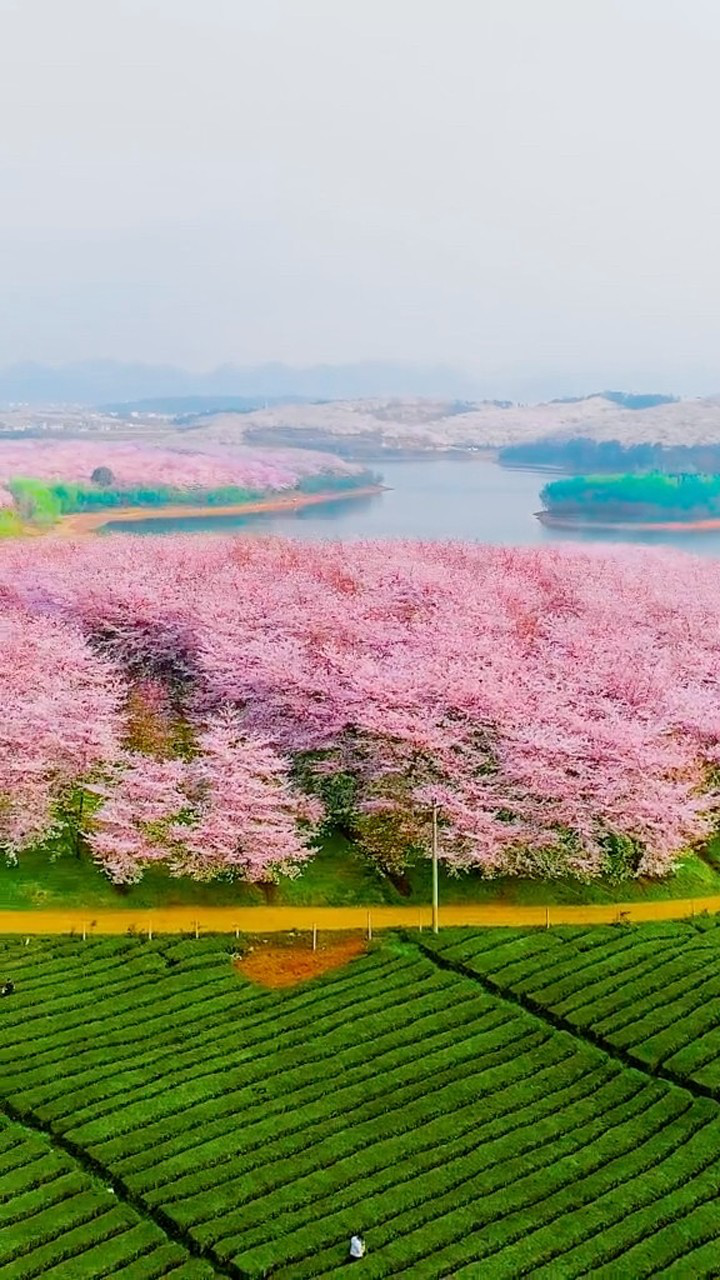 贵州平坝樱花,最大的樱花基地,带女友一起来