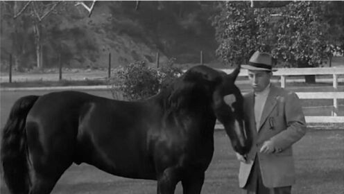 《香城艳史》：一位驯马师陷入困境，却指望他的马，走出绝境