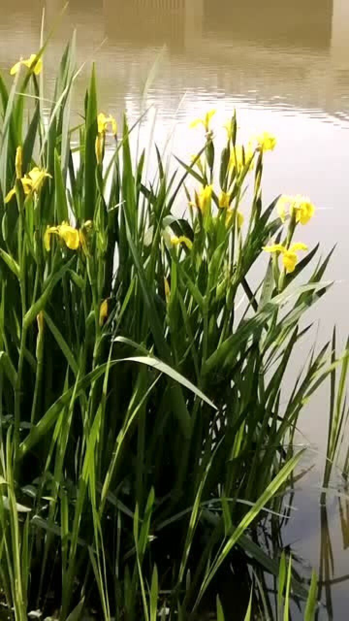 蒲草花开,微风徐徐,晨光迎接着你走向未来