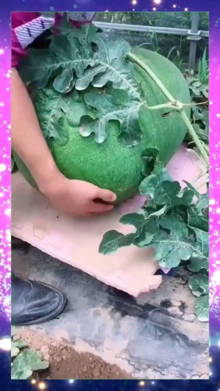 好大的西瓜,一天长一斤