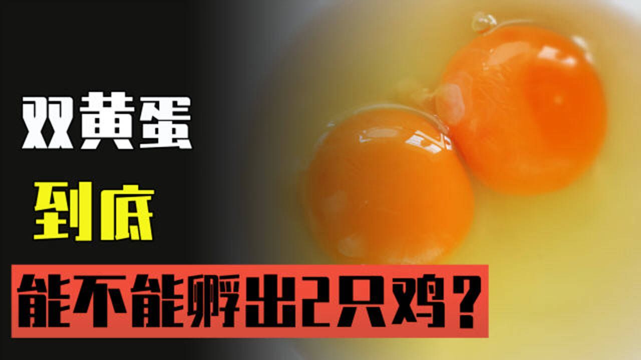 为什么会造成双黄蛋?它能孵出两只小鸡吗?_腾讯视频