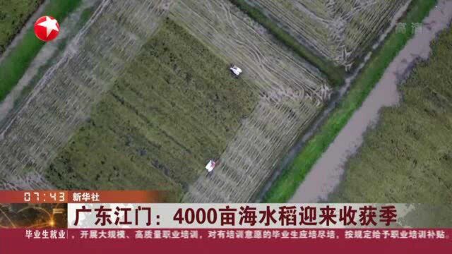 广东江门:4000亩海水稻迎来收获季