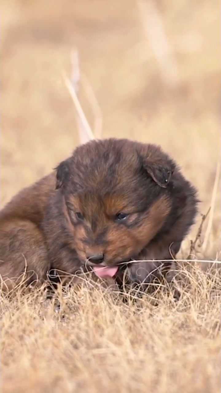 小可爱蒙古獒#锡林郭勒#蒙古#蒙古獒