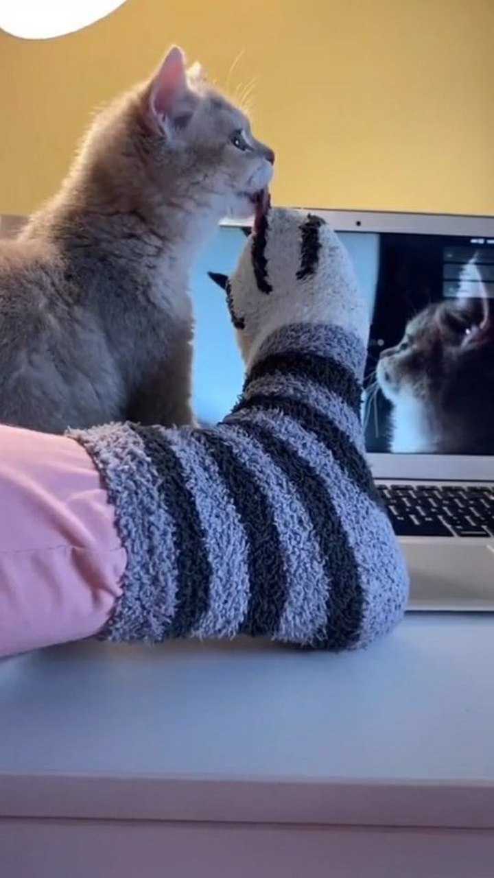 香港脚不臭吗?猫咪跪舔主人的臭脚,下一刻差点被熏晕过去!