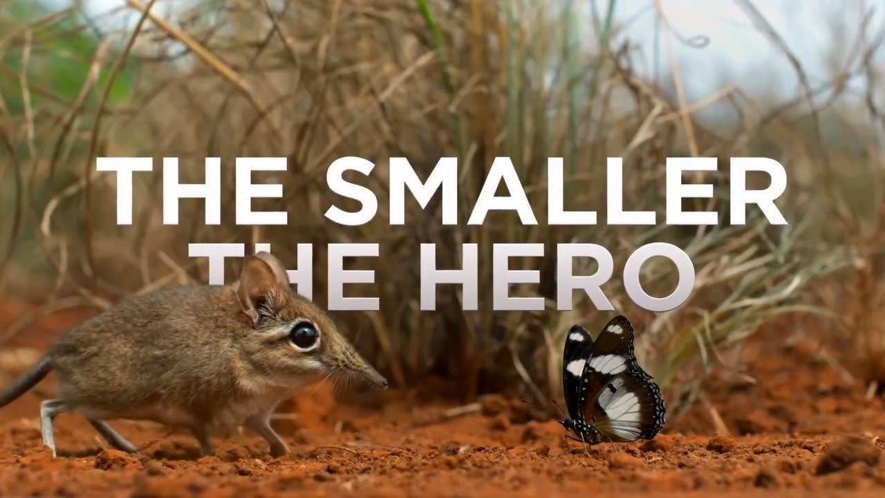 纪录片《tiny world》 预告片