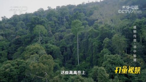 中国热带雨林的标志和丰碑！望天树的发现意义非凡