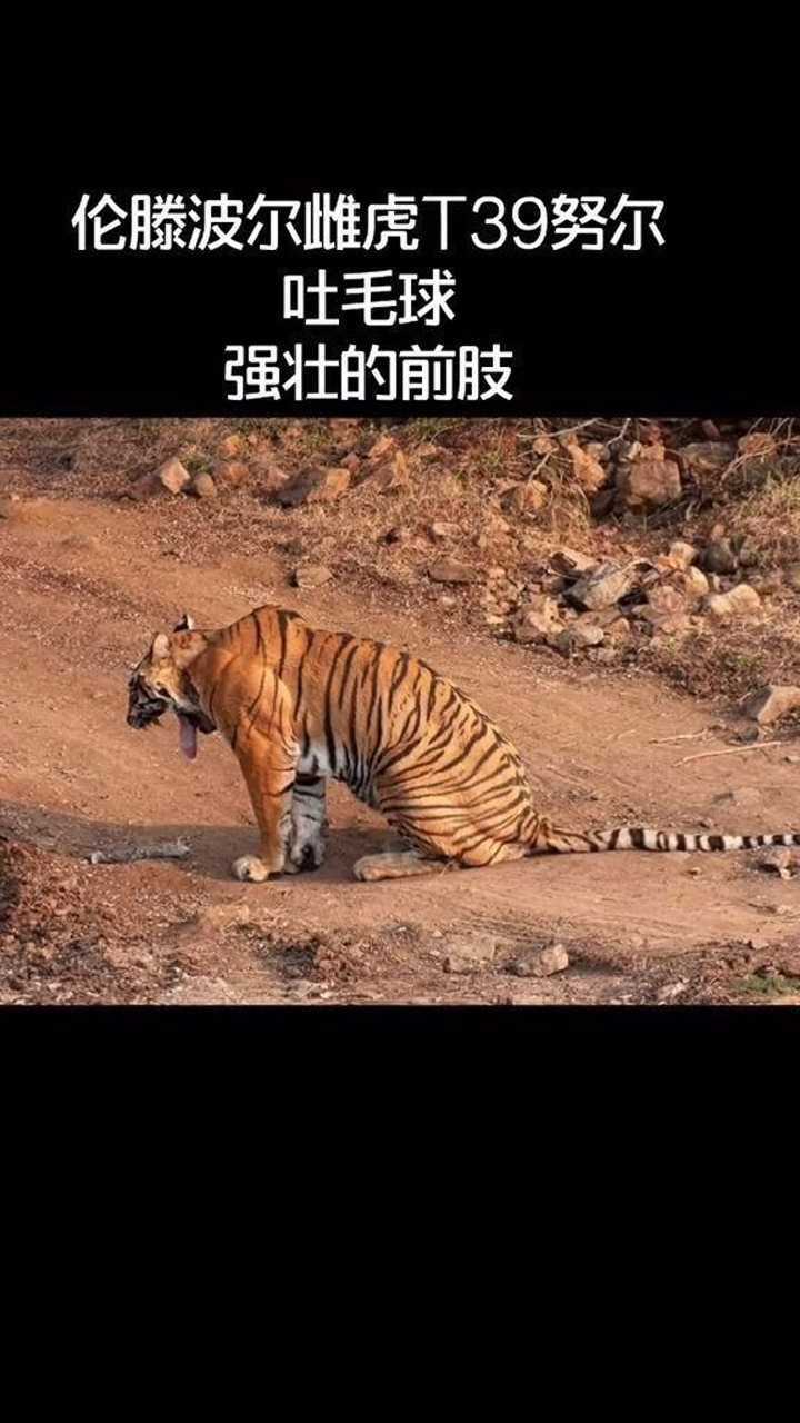 伦滕波尔雌虎t39努尔吐毛球很强壮的肌肉前肢