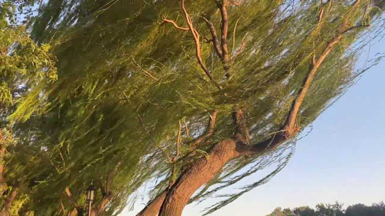 调皮的风 naughty wind