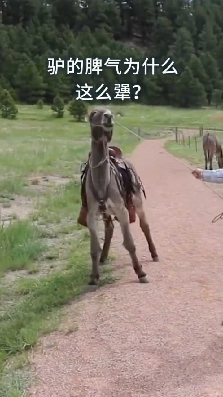 驴的脾气为什么这么犟,那是有原因的