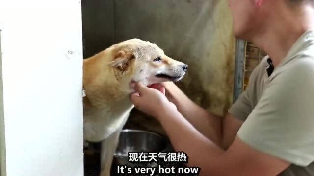 柴犬宝宝出生啦,没想到可爱漂亮的柴犬在小时候长这个样子