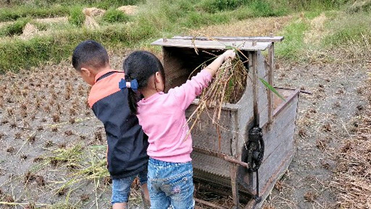 只有農村孩子才能體會鋤禾日當午汗滴禾下土的意義