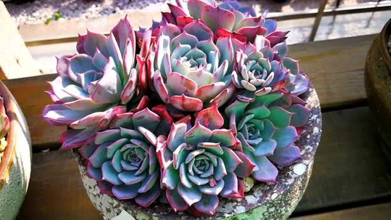 云南极品多肉植物红色的达芬奇密码里透着一缕蓝光