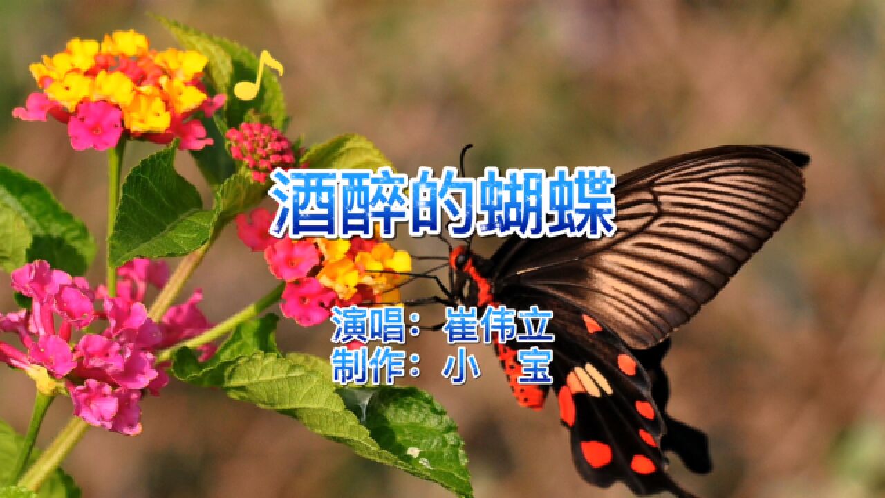 原唱崔伟立酒醉的蝴蝶广场舞神曲连父母都沉醉其中