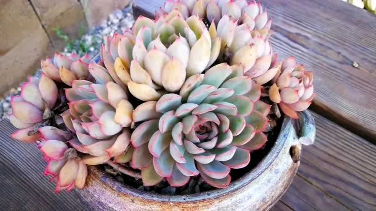 云南多肉植物欣赏:全果冻状态的凌波仙子!