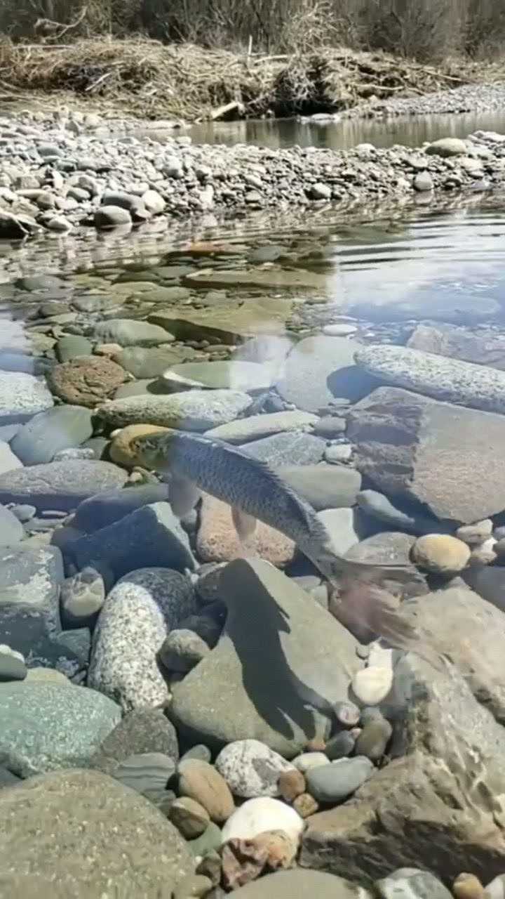 河水清澈 鱼儿图片