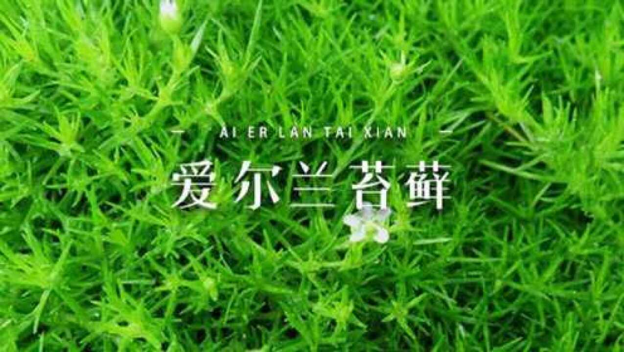 爱尔兰苔藓,比苔藓耐晒,耐修剪可以造型,还可以开小花特别好养