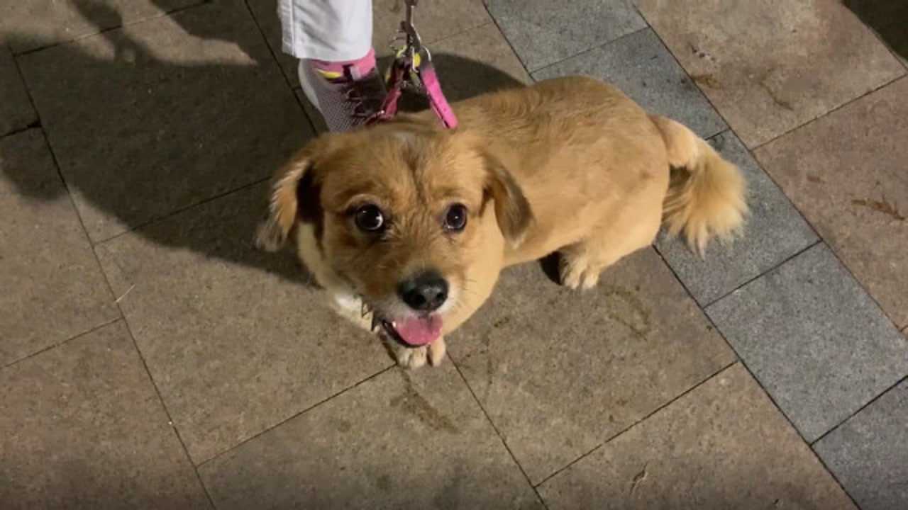 实拍犬类稀缺品种金柯犬金毛和柯基的串串狗金毛的头柯基的身体